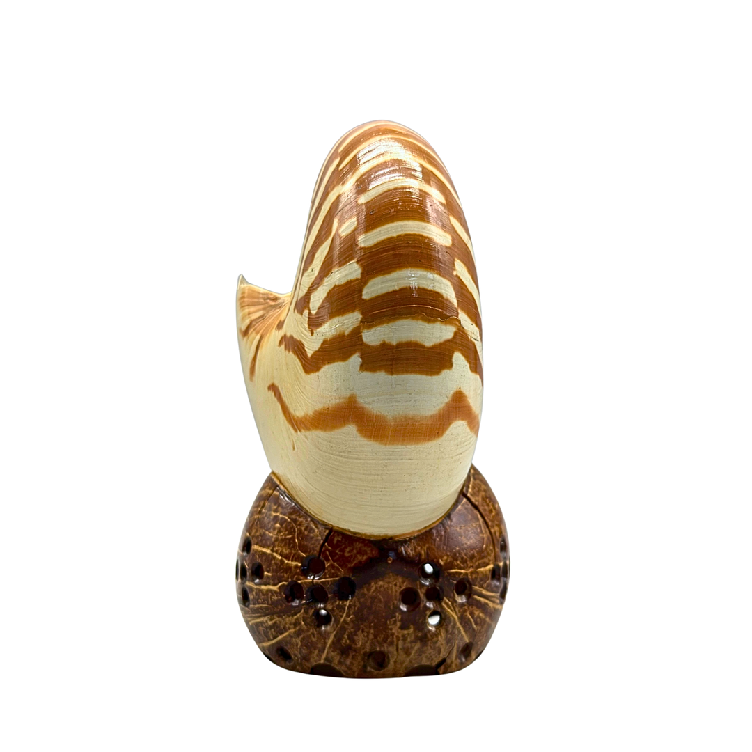 ECHTE NAUTILUS MUSCHEL AUF EINEM SOCKEL.