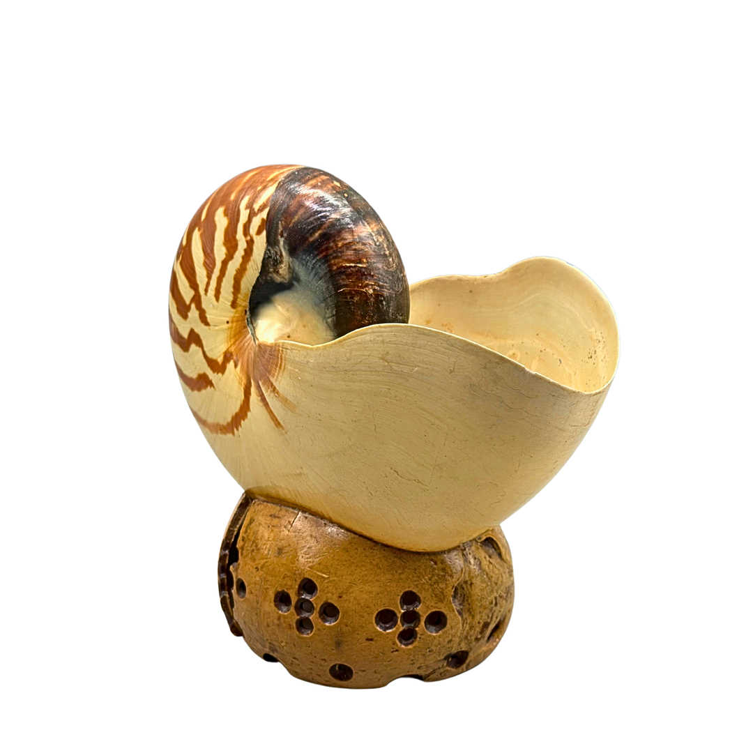 ECHTE NAUTILUS MUSCHEL AUF EINEM SOCKEL.