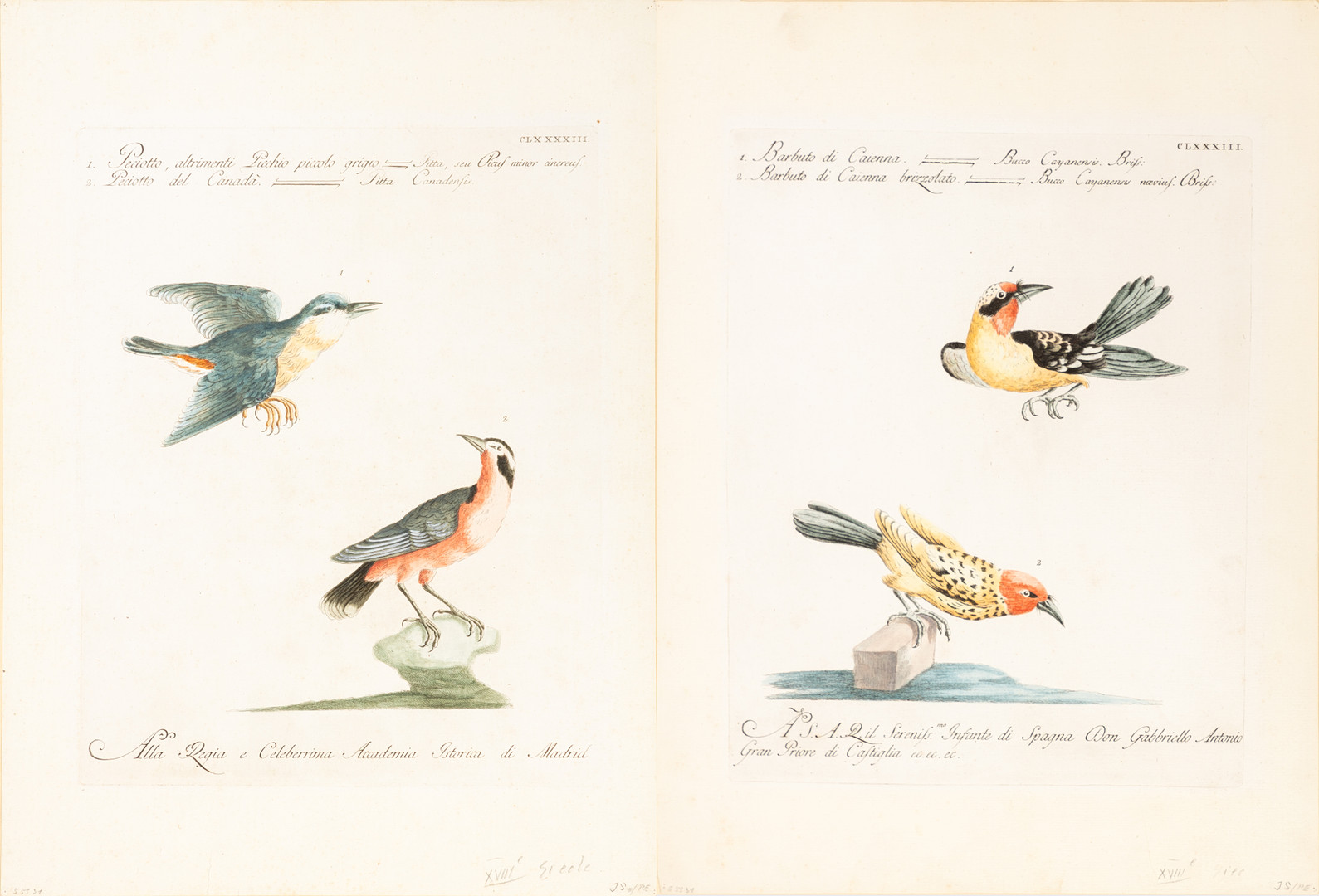 SAVERIO MANETTI (1723-1784). 2 Kupferstiche aus: 'Storia Naturale gegli Uccelli' (2).