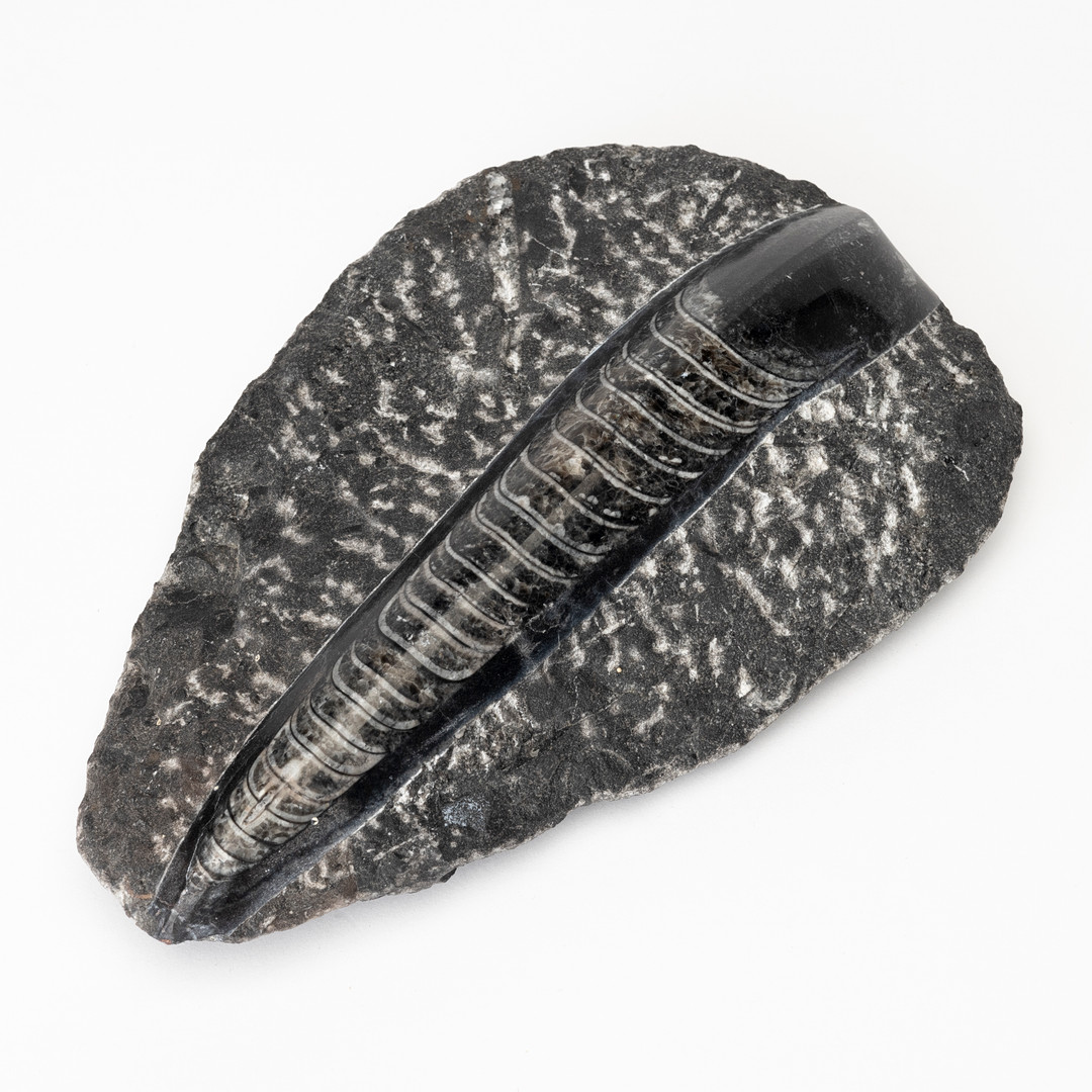 FOSSIL, Orthoceras, Devon-tid, "fiskarnas tidsålder", Marocko, 419-359 år sedan.