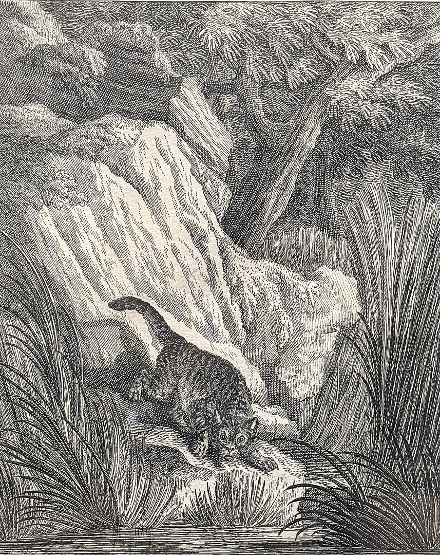 Oidentifierad konstnär, KOPPARSTICK, "Vild hankatt på lur", 1800-tal, Signerad och numrerad N.81.