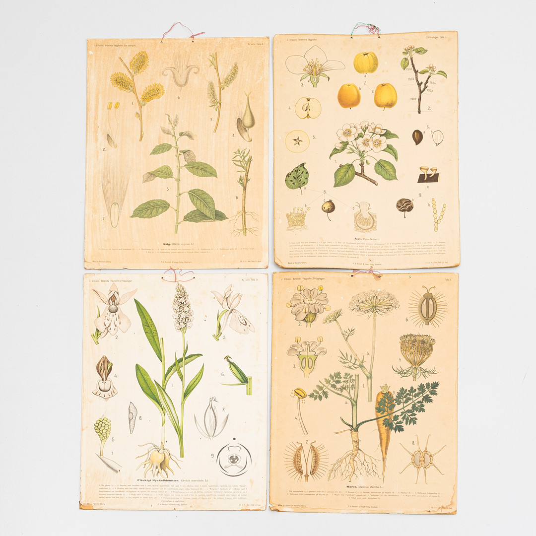 SKOLPLANSCHER, 4 st, botaniska motiv, Norstedts, 1900-tal.