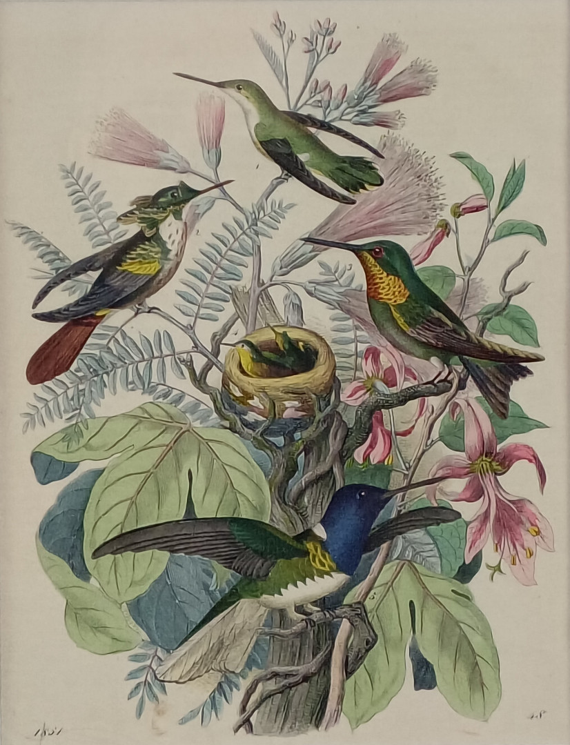 - Ornithologische Darstellung verschiedener Kolibri-Arten, kolorierter Stahlstich.