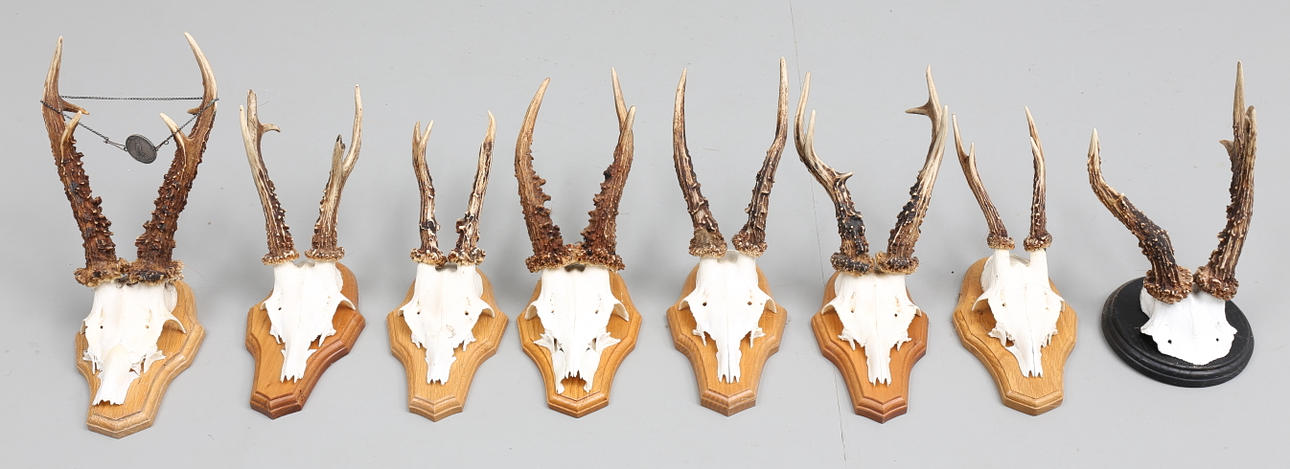 JAKTTROFÉER, 8 st, rådjur, 1980-90-tal.