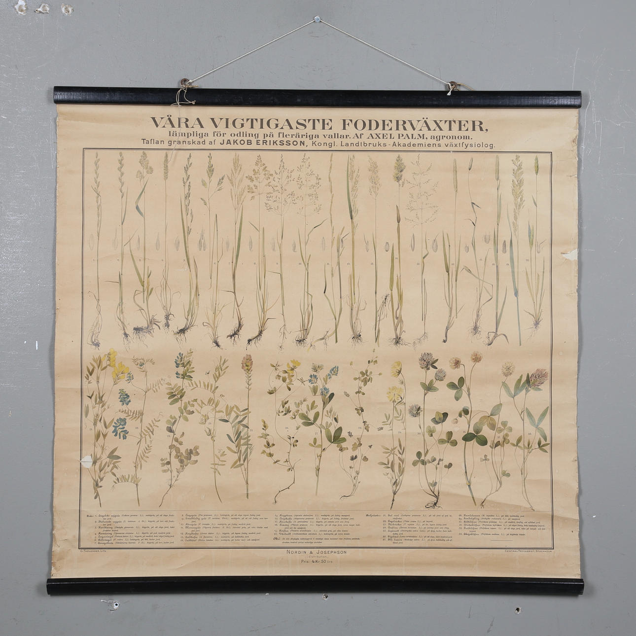 PLANCH, Tärkeimmät rehukasvit, noin 1900.