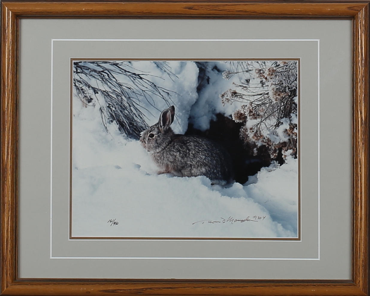 THOMAS D MANGELSEN. "Hiding place cottontail". Fotografi. Signerad. 161/450.