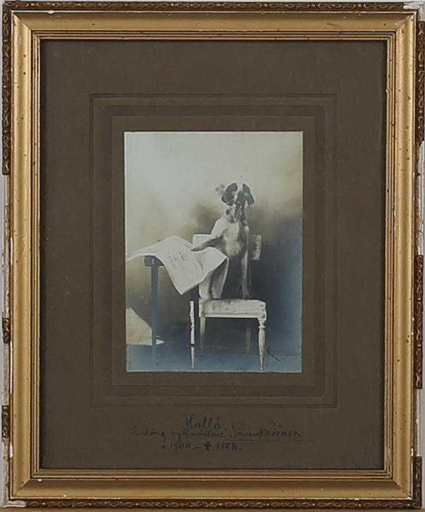OIDENTIFIERAD FOTOGRAF. Hunden"Hallå" 1900-1908. Fotografi. Signerad.