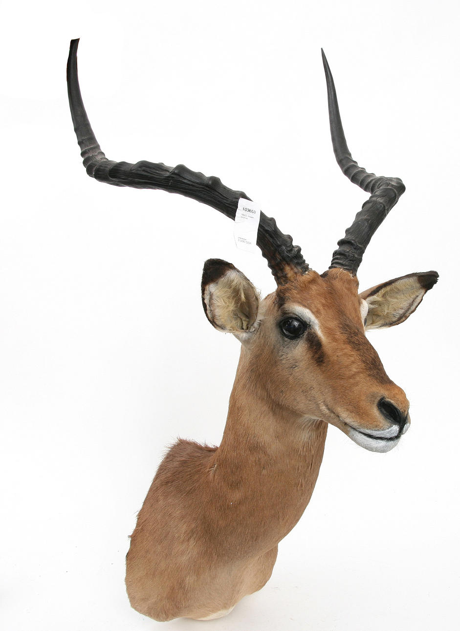 (30) TROFEO, Impala, Sudáfrica.