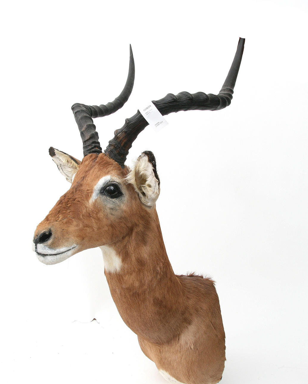 (31) TROFEO, Impala, Sudáfrica.