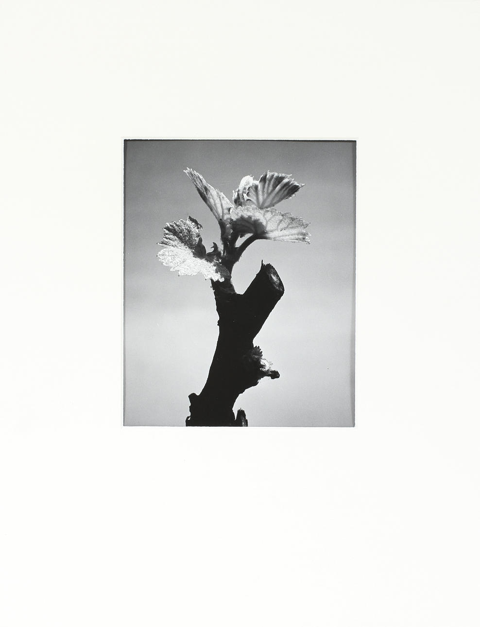 ANSEL ADAMS. silvergelatin, "Young Vine Paul Masson Vineyard" Numrerad 153.