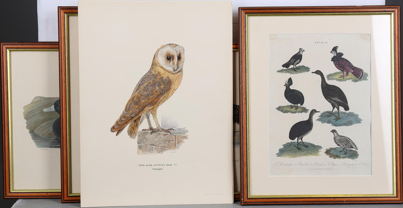 LITOGRAFISKA TRYCK, 8 st, "Svenska fåglar", Encyclopedia londinensis.