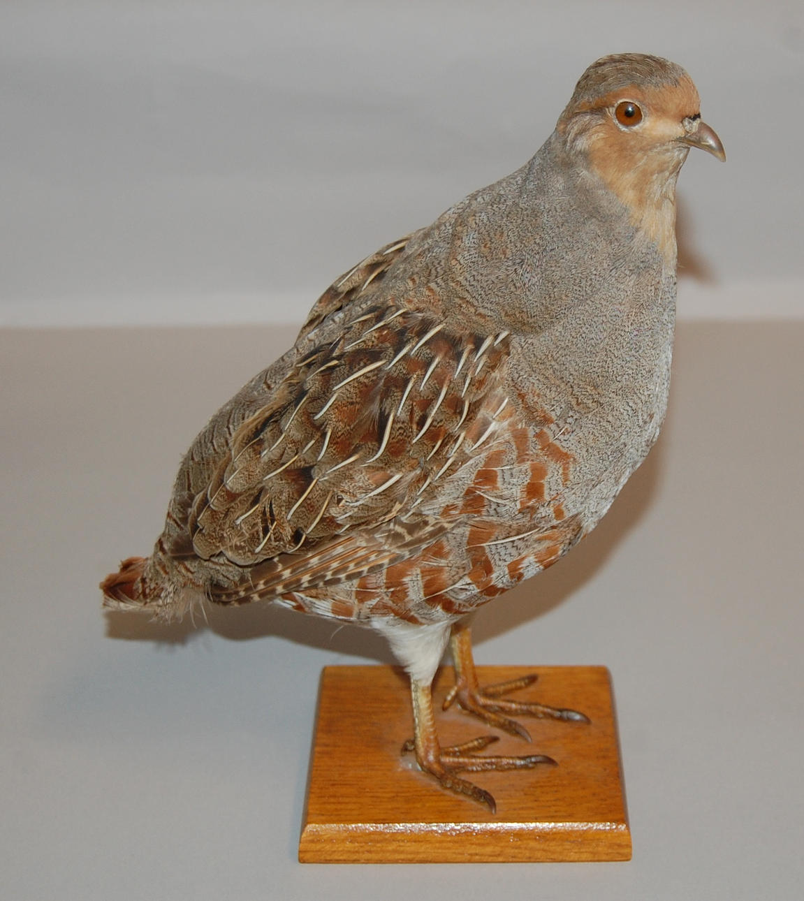 RAPPHÖNA, konservator, Filip Persson Kågeröd.