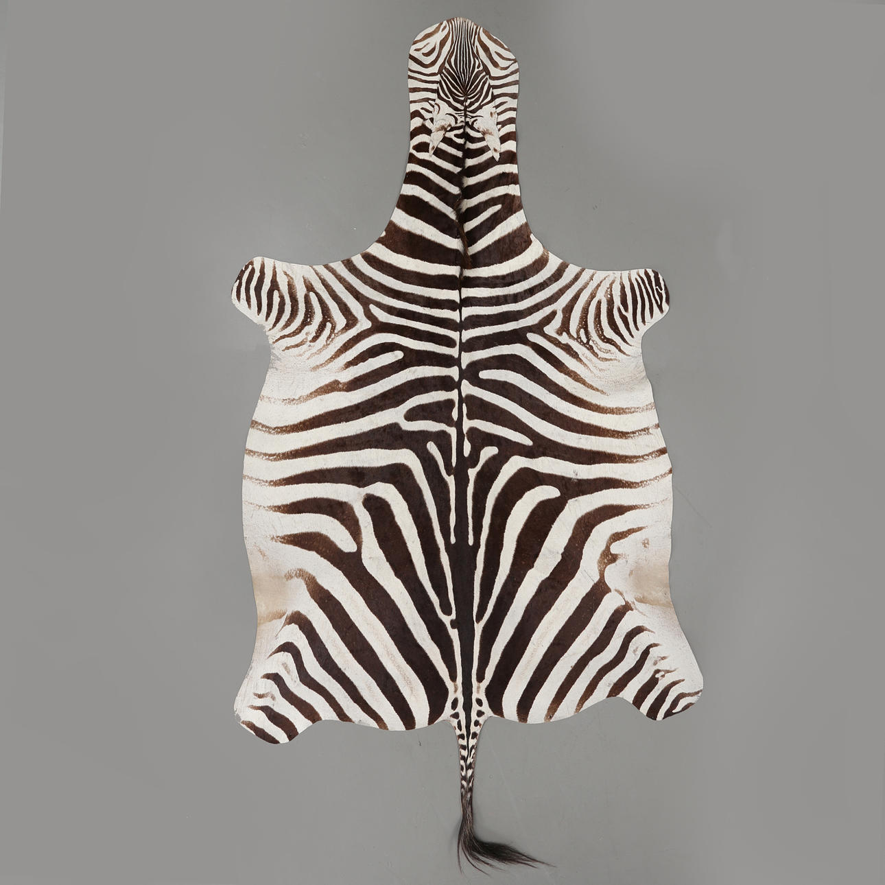 ZEBRASKINN "stäppzebra", 1900-tal.