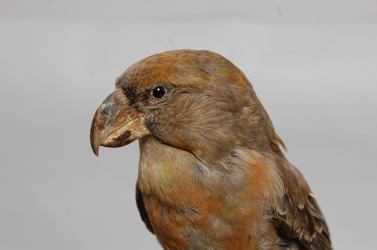 KORSNÄBB, uppstoppad.