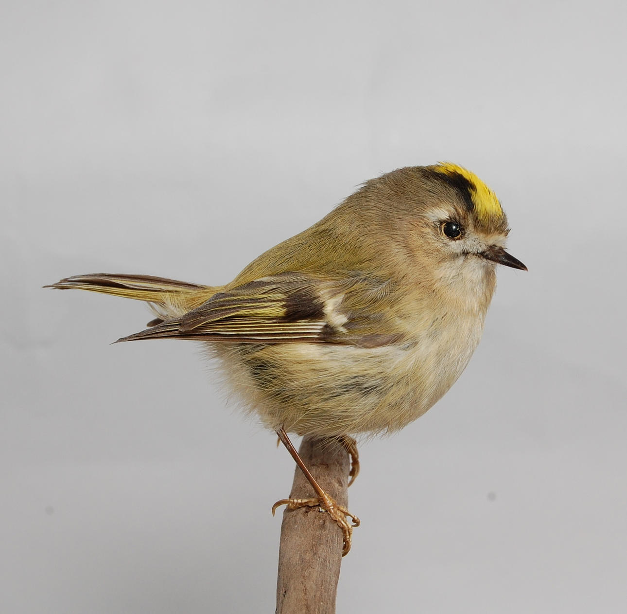 KUNGSFÅGEL, uppstoppad.