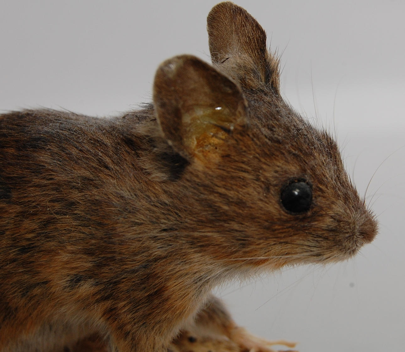 SKOGSMUS, uppstoppad.