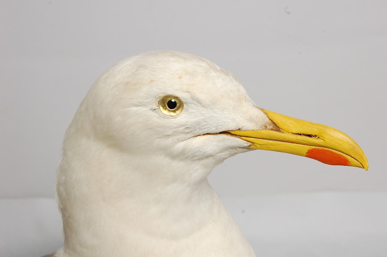 SILLTRUT, uppstoppad.