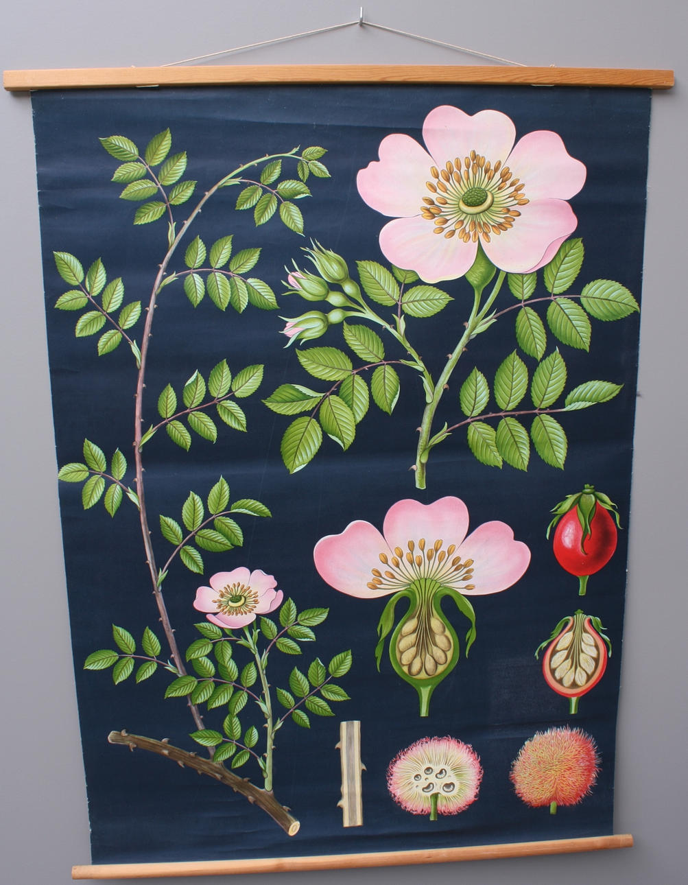 SKOLPLANSCH, Nyponbuske/Häckros, Gumperts.