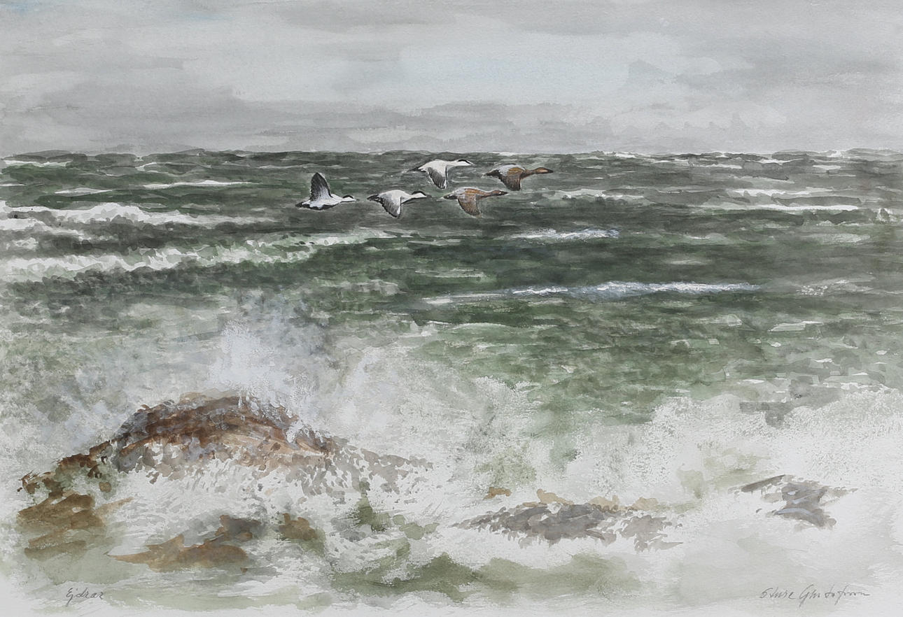 STURE GUSTAFSSON. "Ejdrar". Akvarell, signerad.