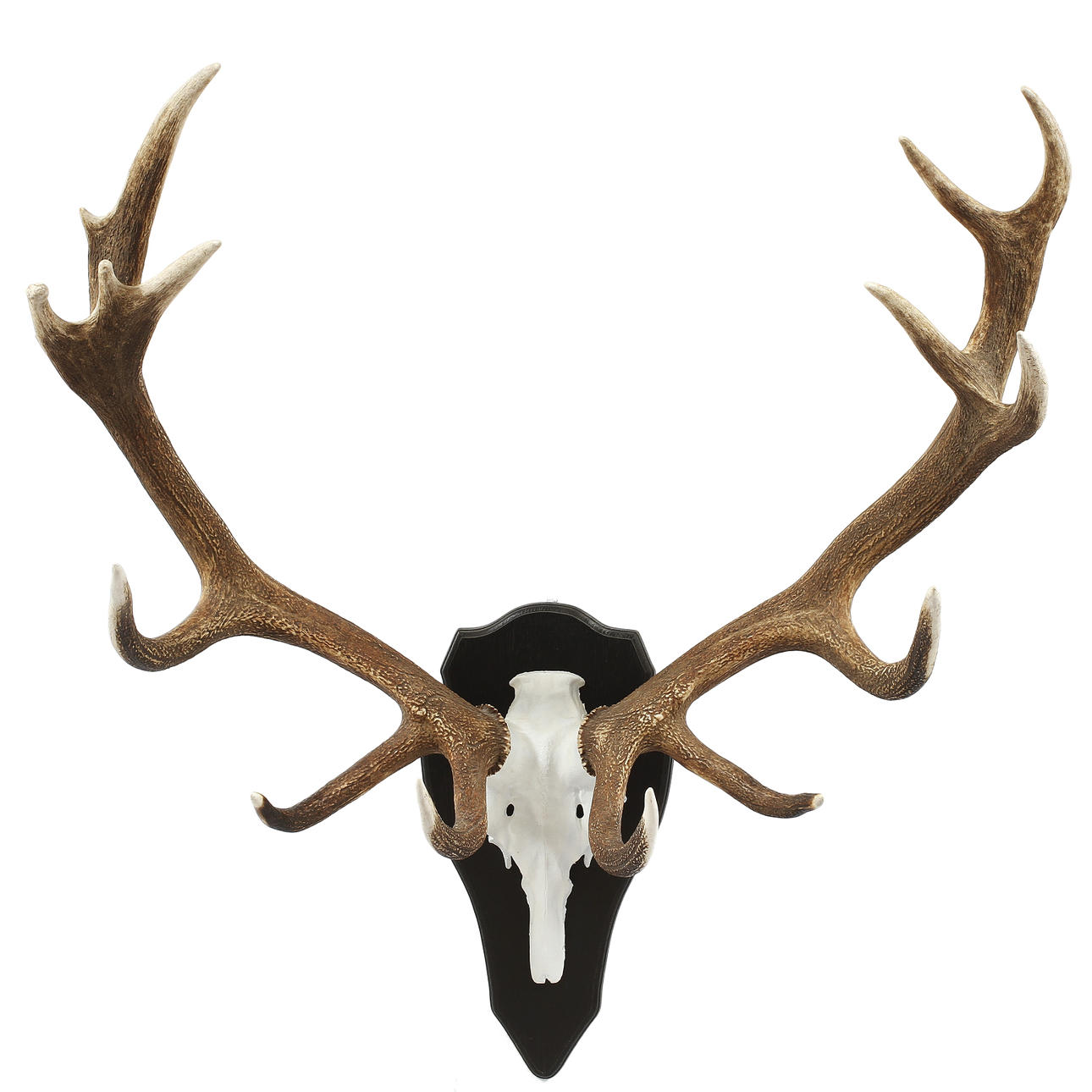 KRONHJORTSHORN, monterad på träplatta.