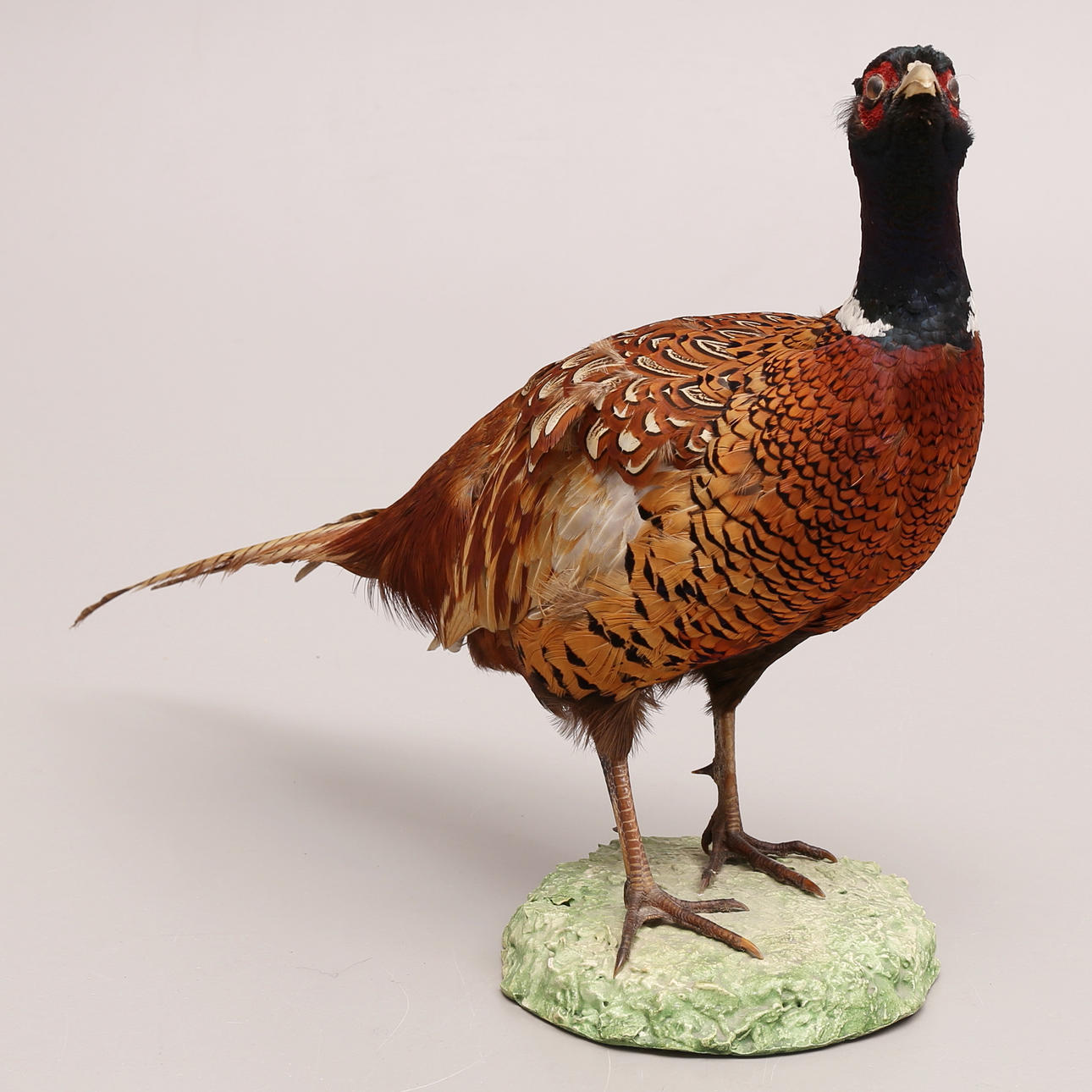 FASAN, tupp, uppstoppad.