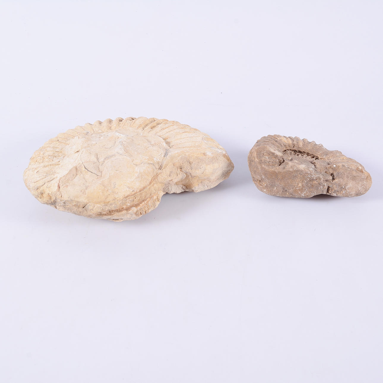 FOSSIL, sten, 2 delar.