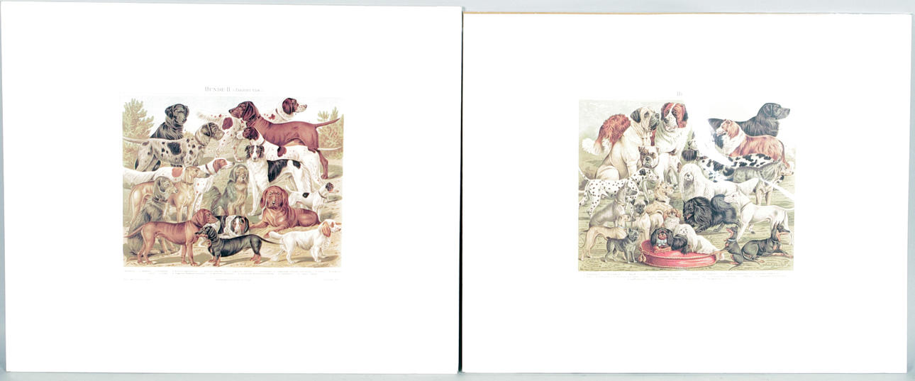 REPRODUKTIONER, 2 stycken, hundar, Tyskland.