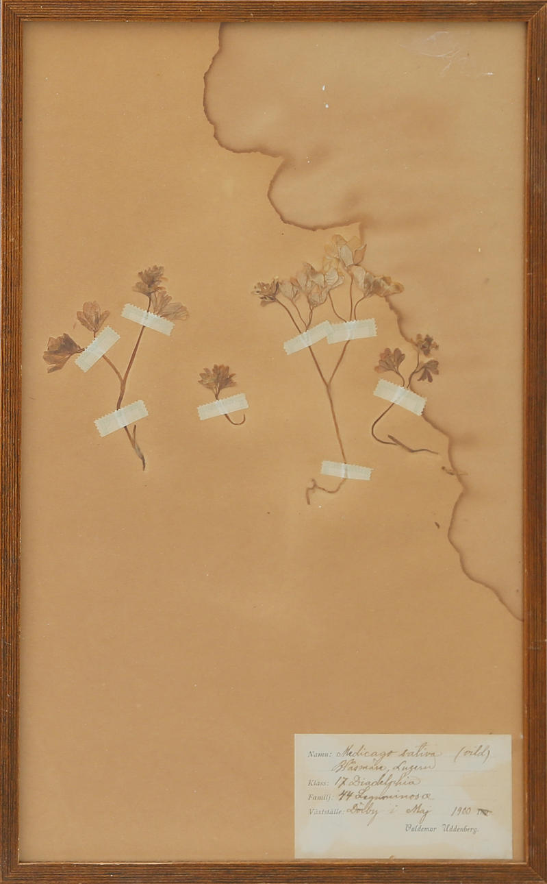 VÄXTTAVLOR, monterade 1895 och 1900.