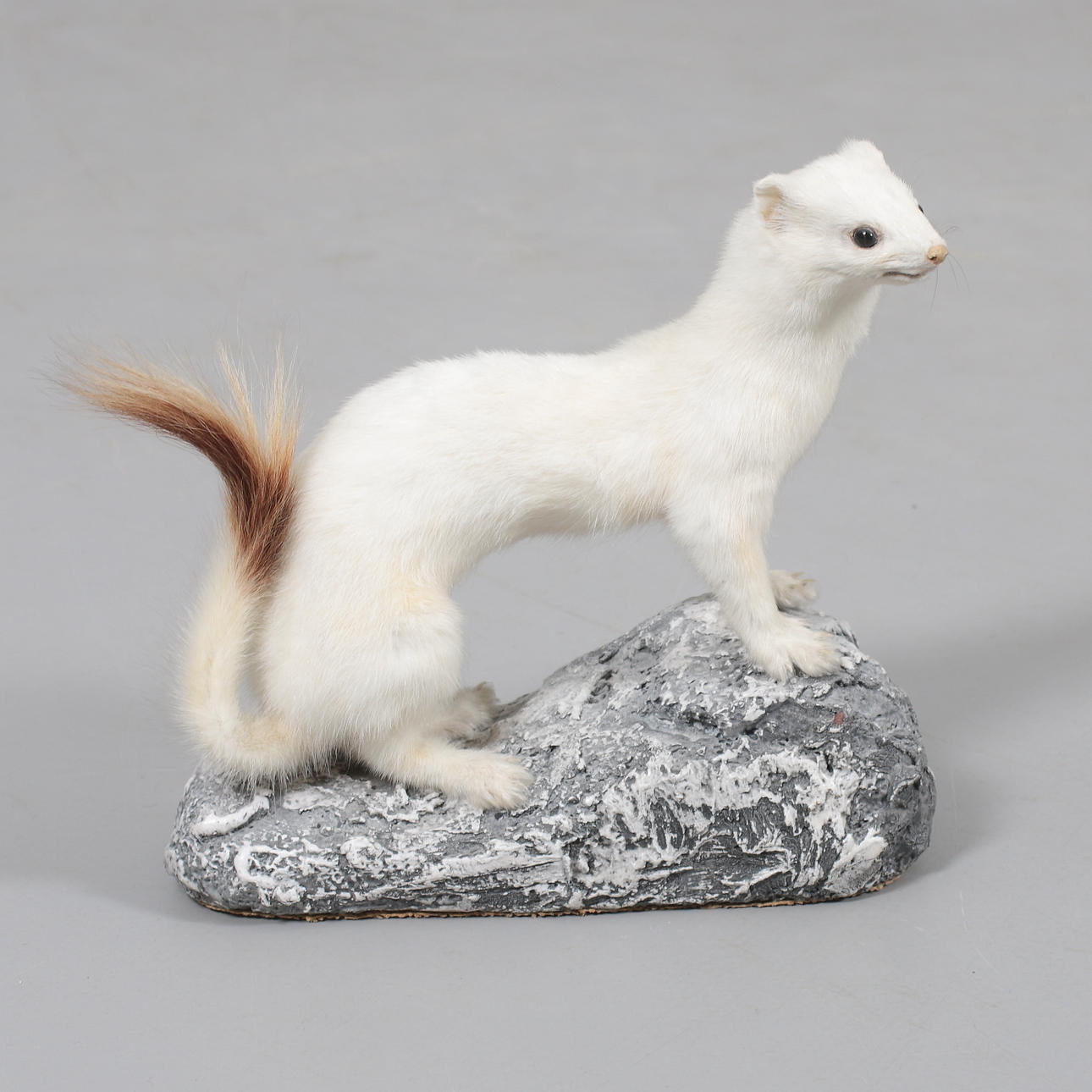 ILLER, uppstoppad, 1900-tal.