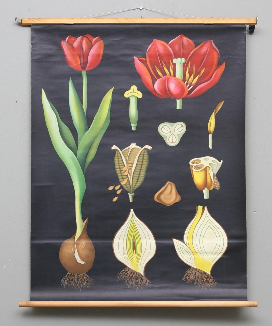 SKOLPLANSCH, Tulpan, 1900 talets mitt.