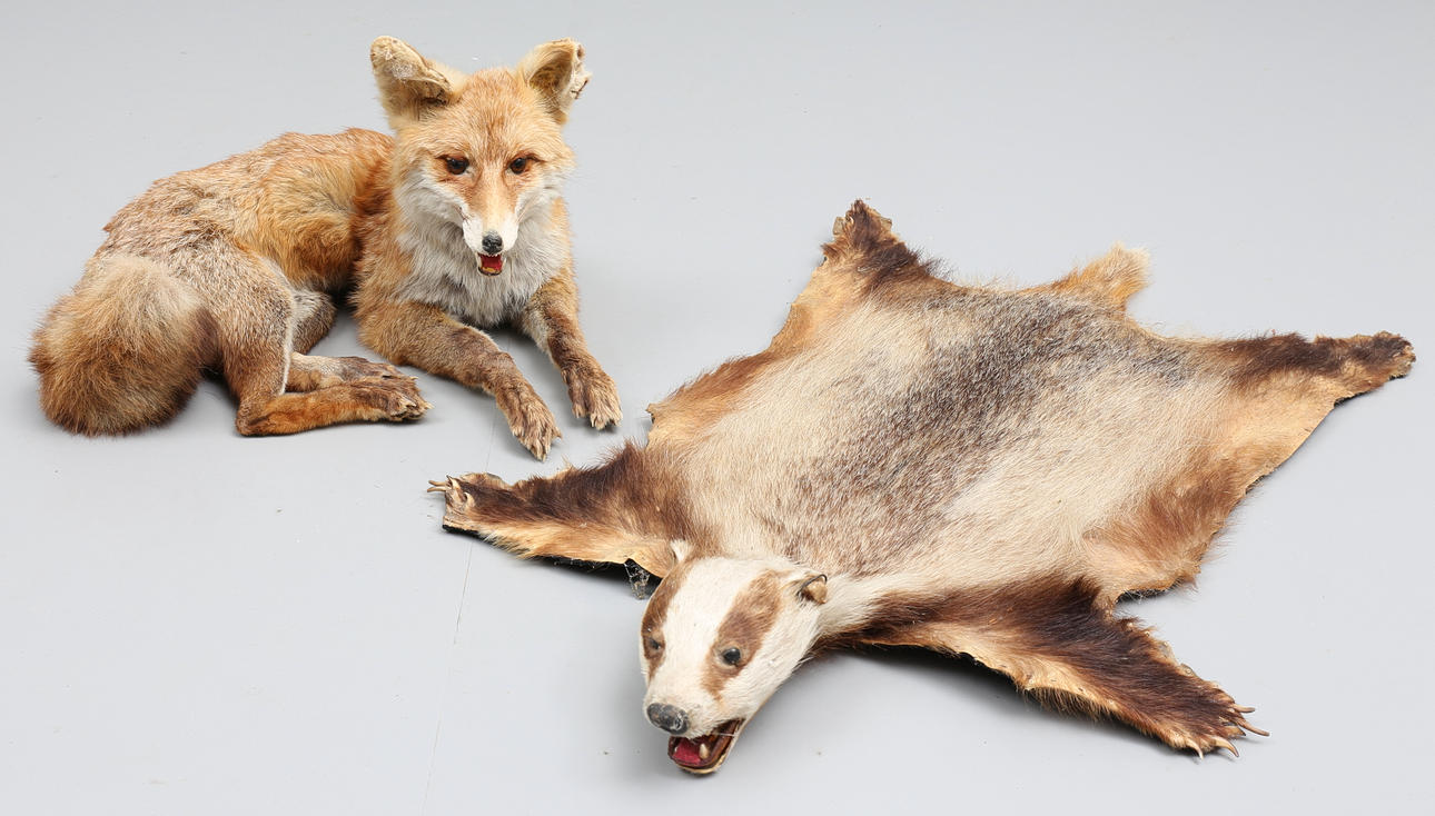 UPPSTOPPAD RÄV, samt skinn från MÅRDDJUR.