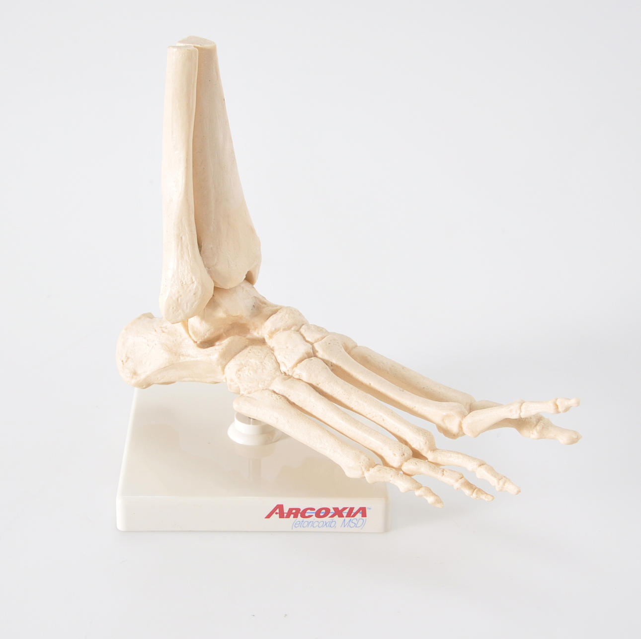 ANATOMICAL MODEL, plastic, foot.