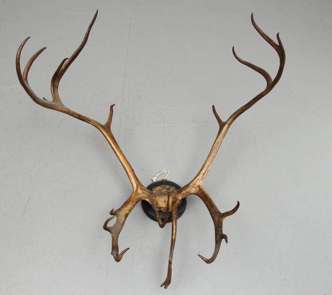 HORN, från ren, monterat på träplatta.