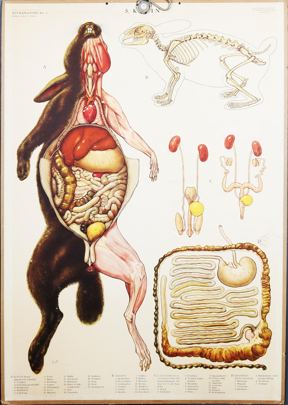 SKOLPLANSCHER, 3 st, Lektor G Erdtman, "Djuranatomi Ser .1" 1900-talets första hälft.