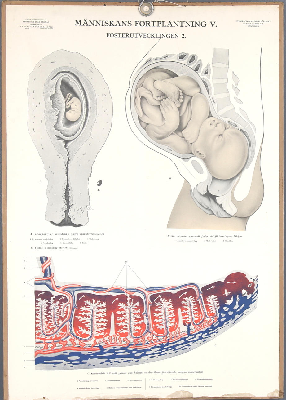SKOLPLANSCHER, 2 st, O. Cronholm & M.Richter. "Människans Fortplantning, Fosterutveckling") 1900-talets första hälft.