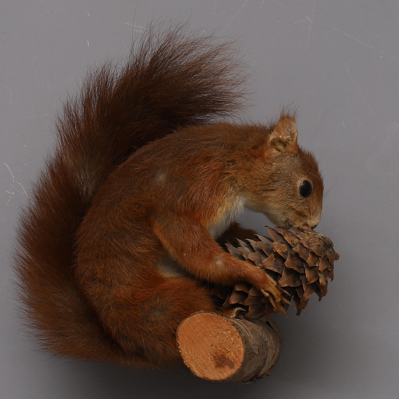 EKORRE, med kotte, uppstoppad.