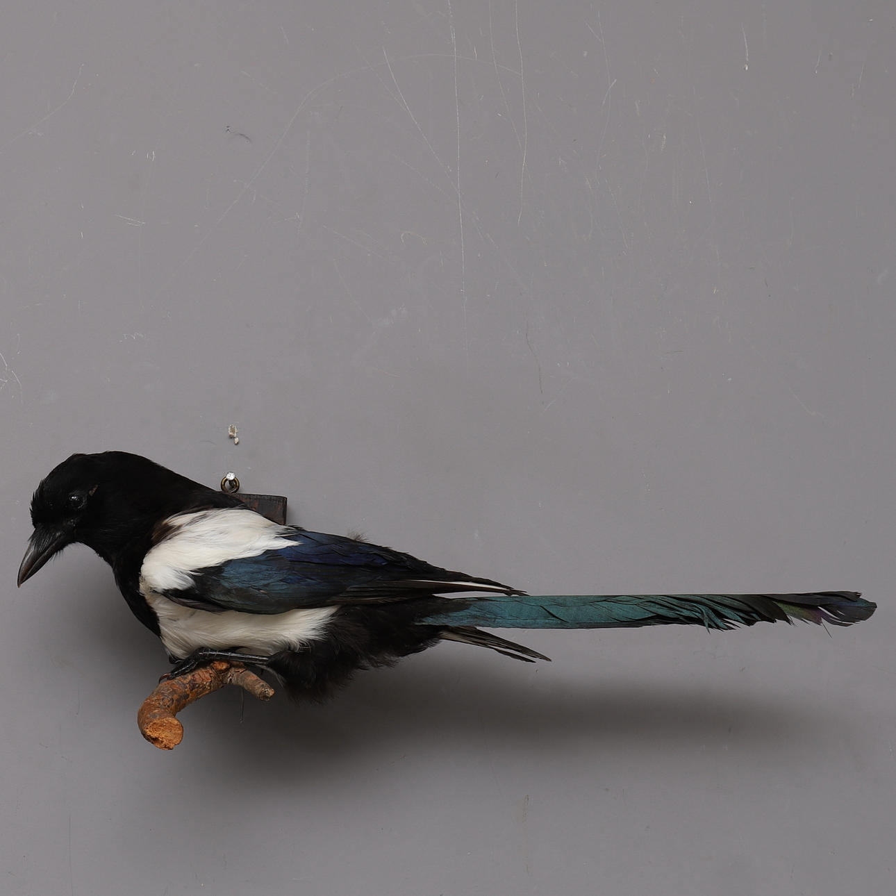 MAGPIER, stuffed bird.