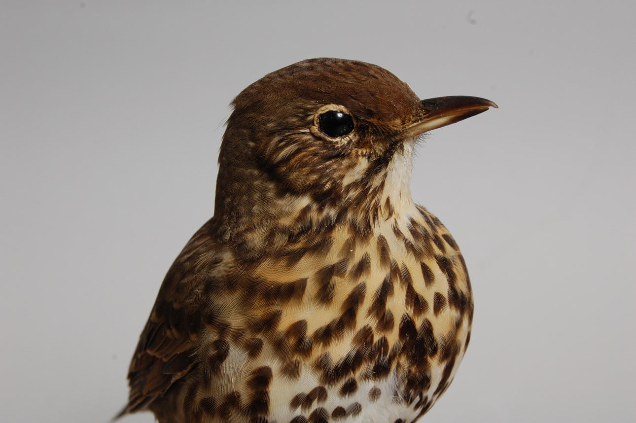 TALTRAST, uppstoppad.