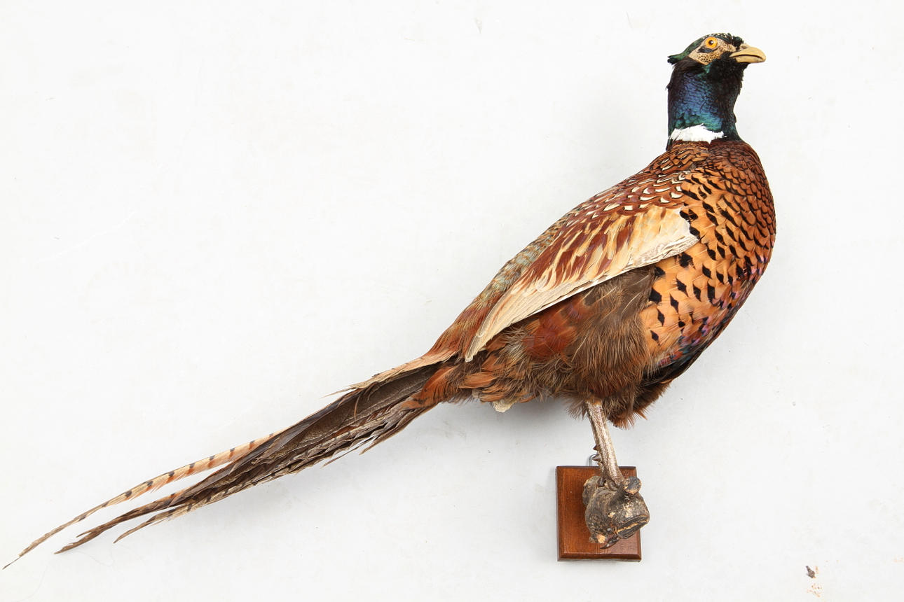 JAKTTROFEÉR, rådjur samt fasan, 1900-tal.