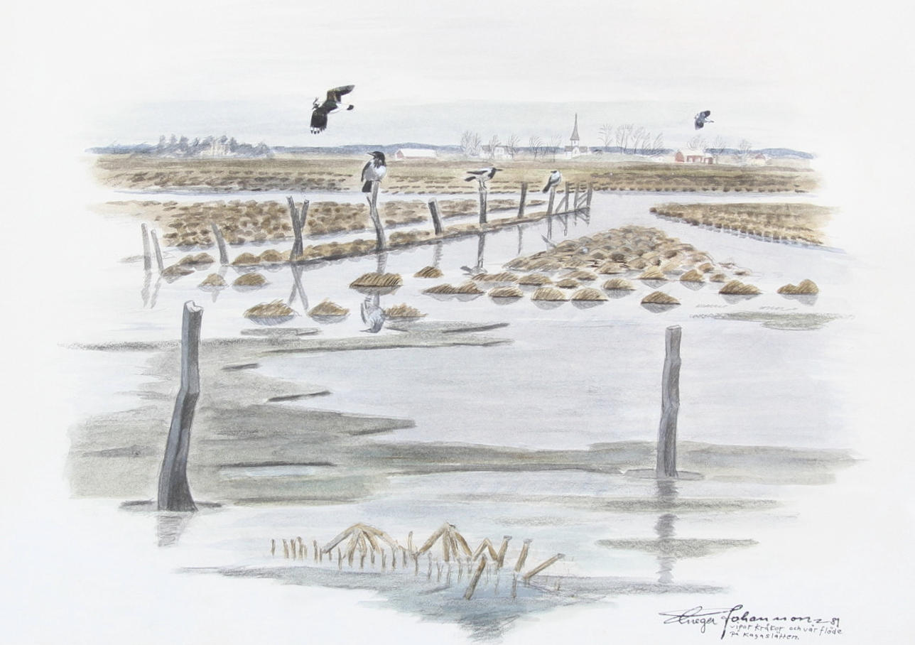 GREGER JOHANSSON. "Vipor kråkor och vårflöde på kagaslätten". Akvarell, signerad och daterad -81.