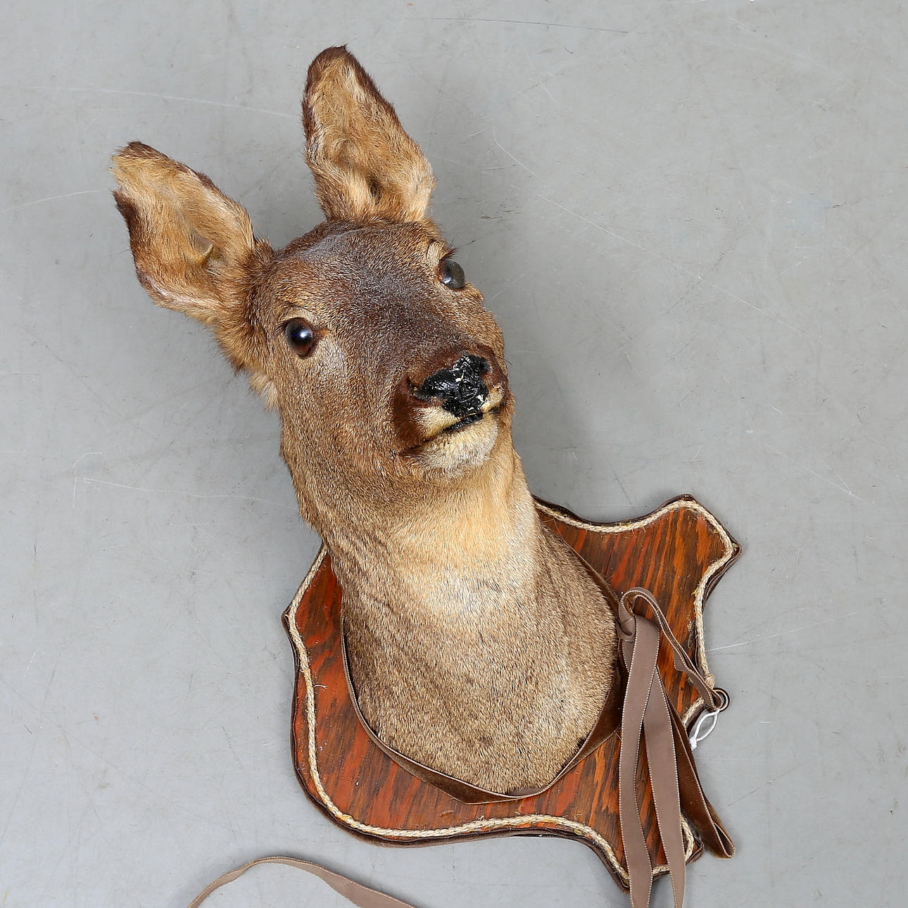 TROFEO DE CAZA, Ciervo, disecado.