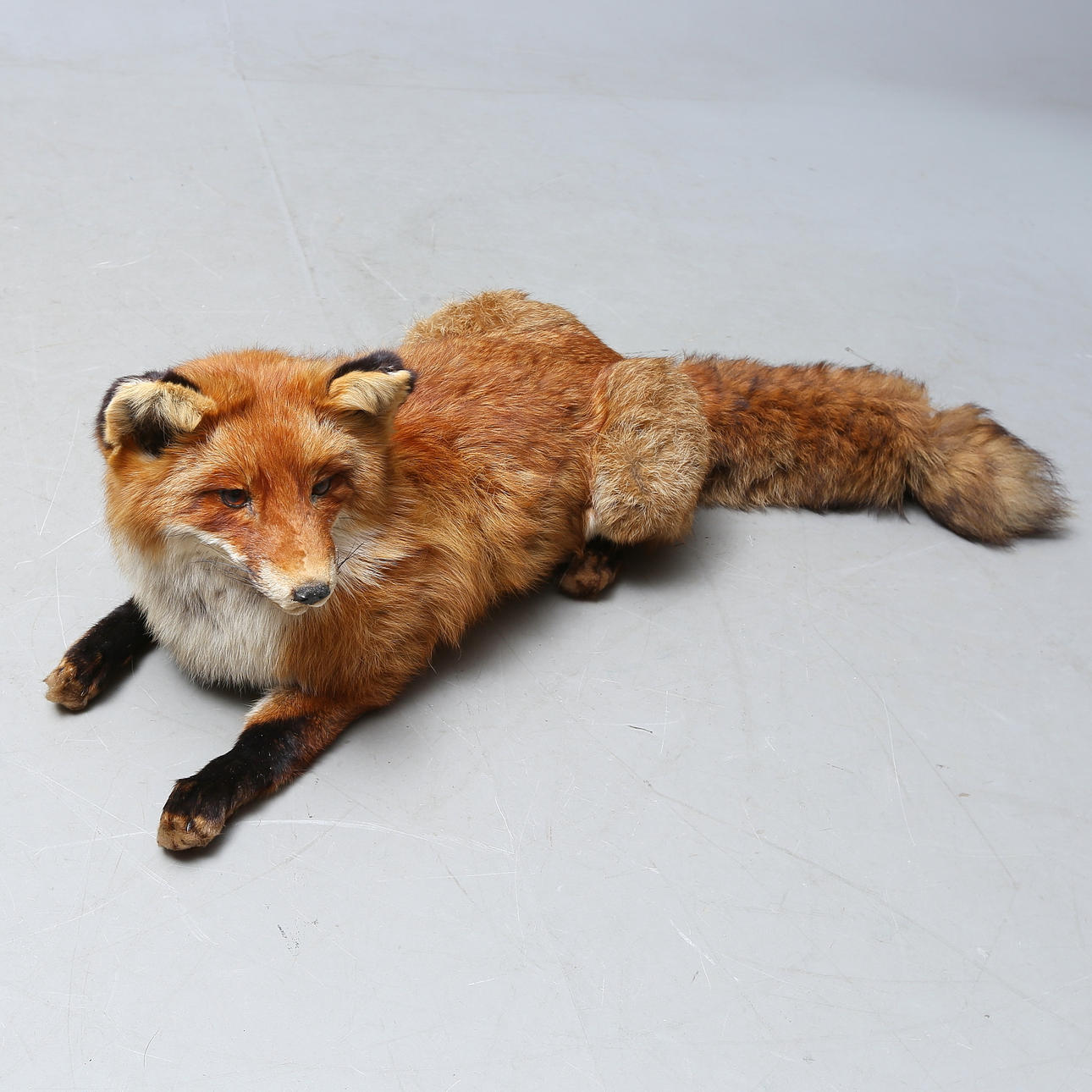 JAGDTROPHÄE, Fuchs, ausgestopft.