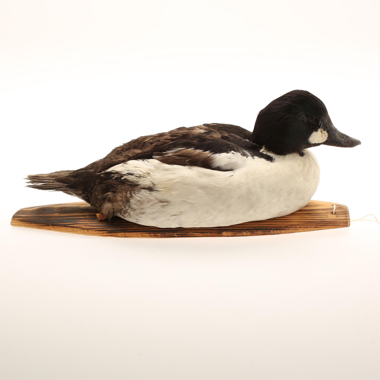 VETTE, udstoppet fugl på træplade.