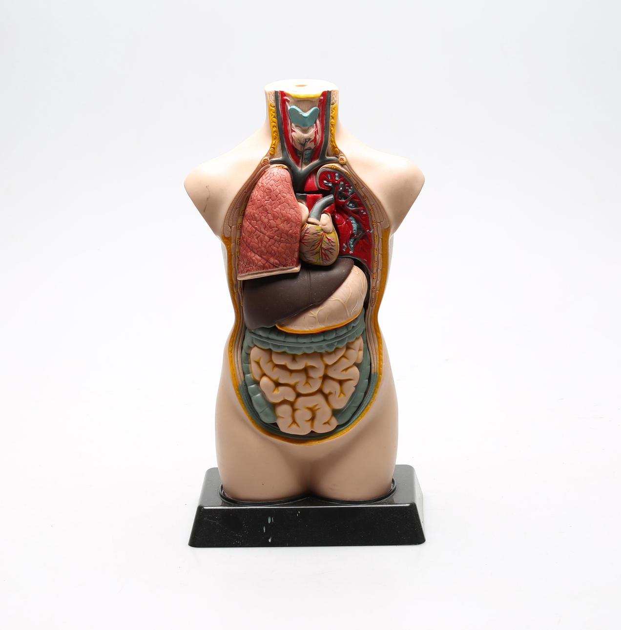 ANATOMISK FIGUR, Edu-Toys, Kina.