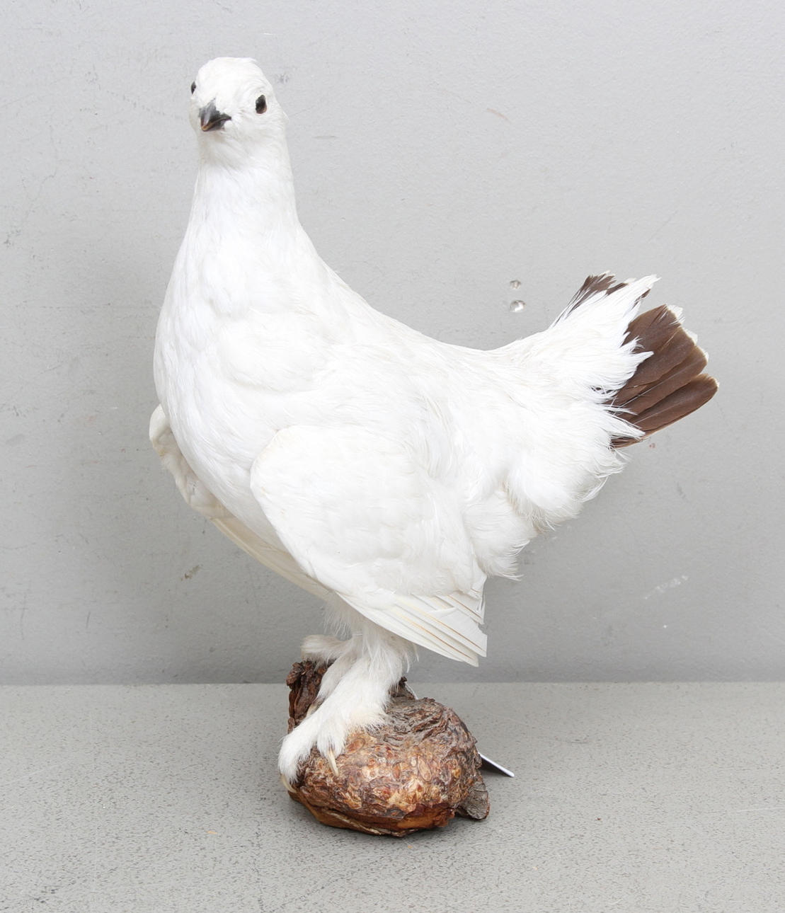 UPPSTOPPAD, Dalripa.