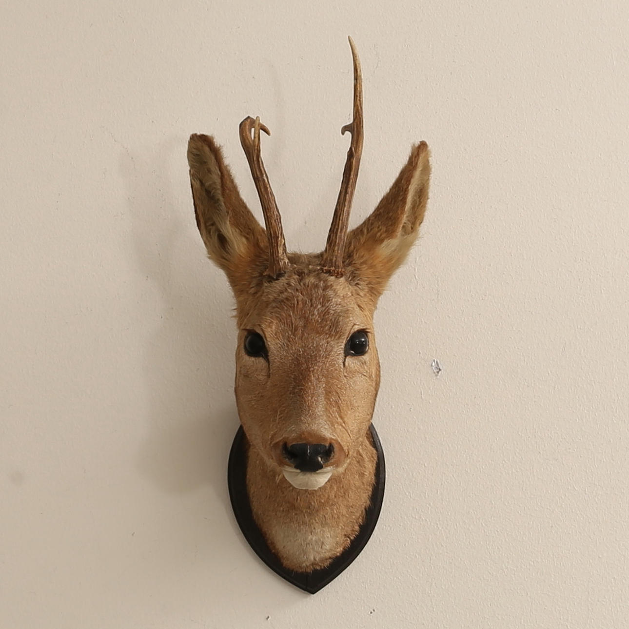 METSÄSTÖPOKKI, täytetty peuran pää.