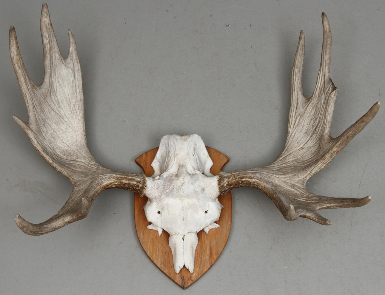 ÄLGHORN, monterat på träplatta.