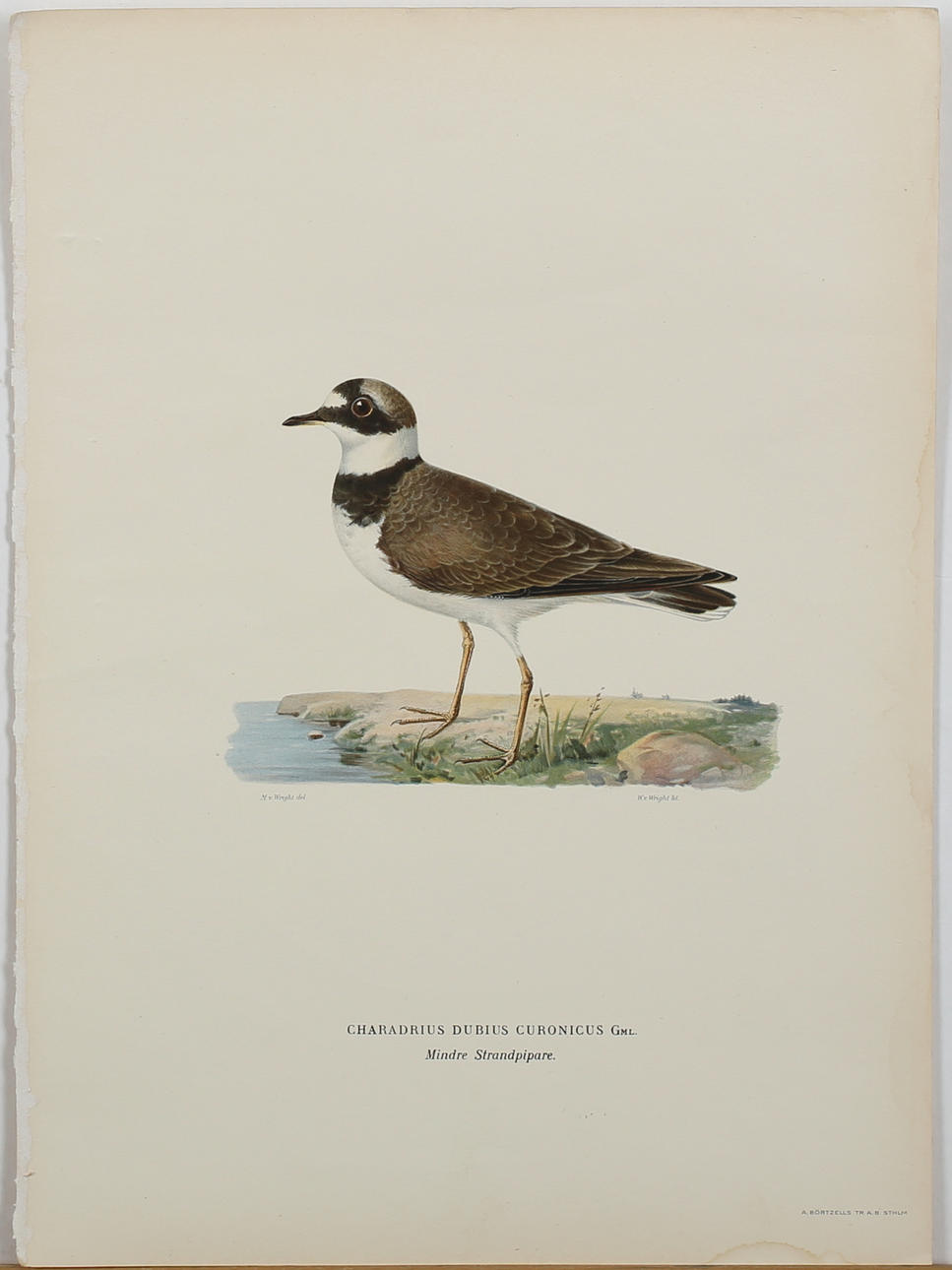 MAGNUS VON WRIGHT. PARTI FÄRFGLITOGRAFISKA TRYCK (10). Diverse fåglar. Osignerade.