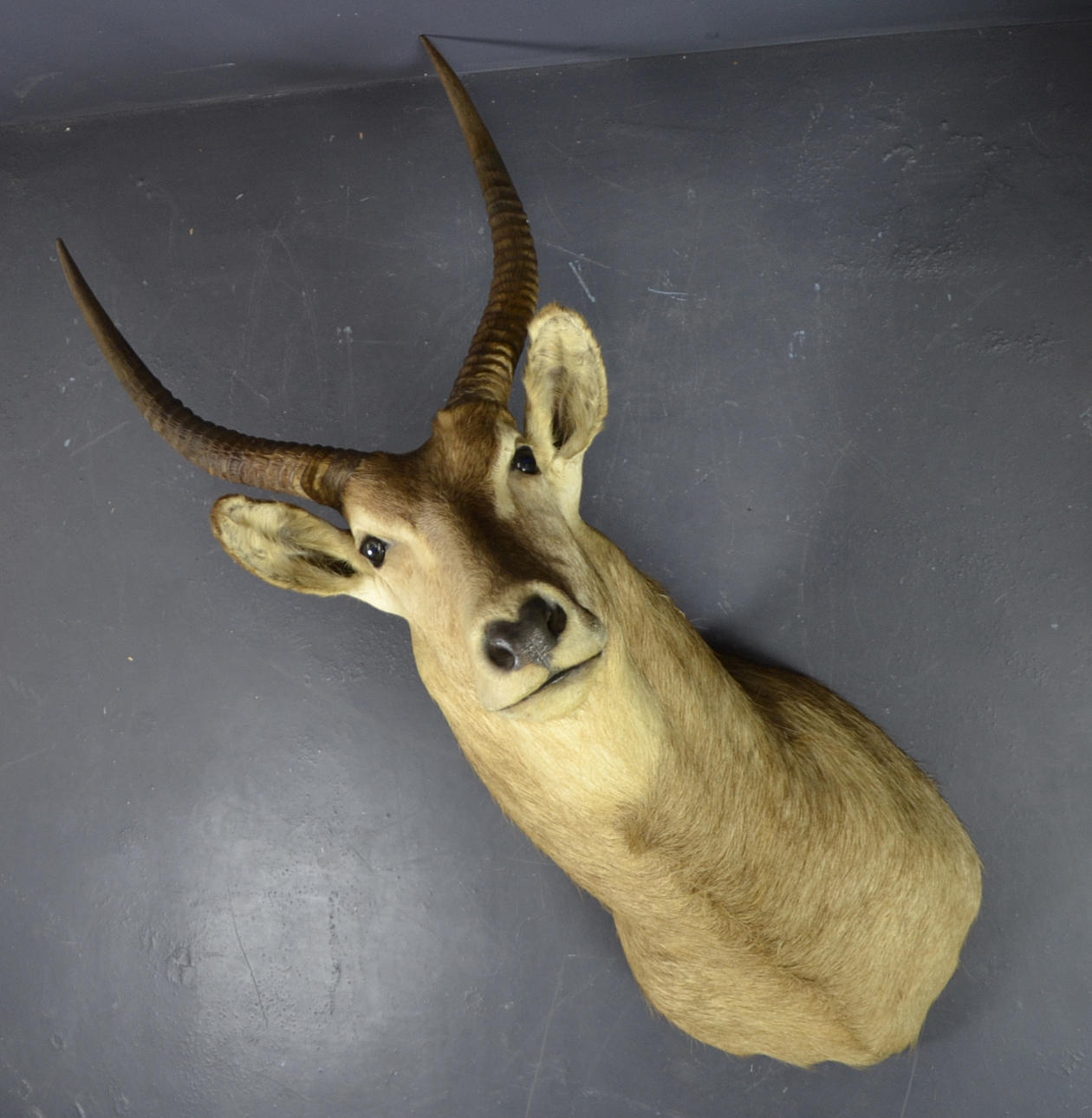 TROFEO DE CAZA ÁFRICA.