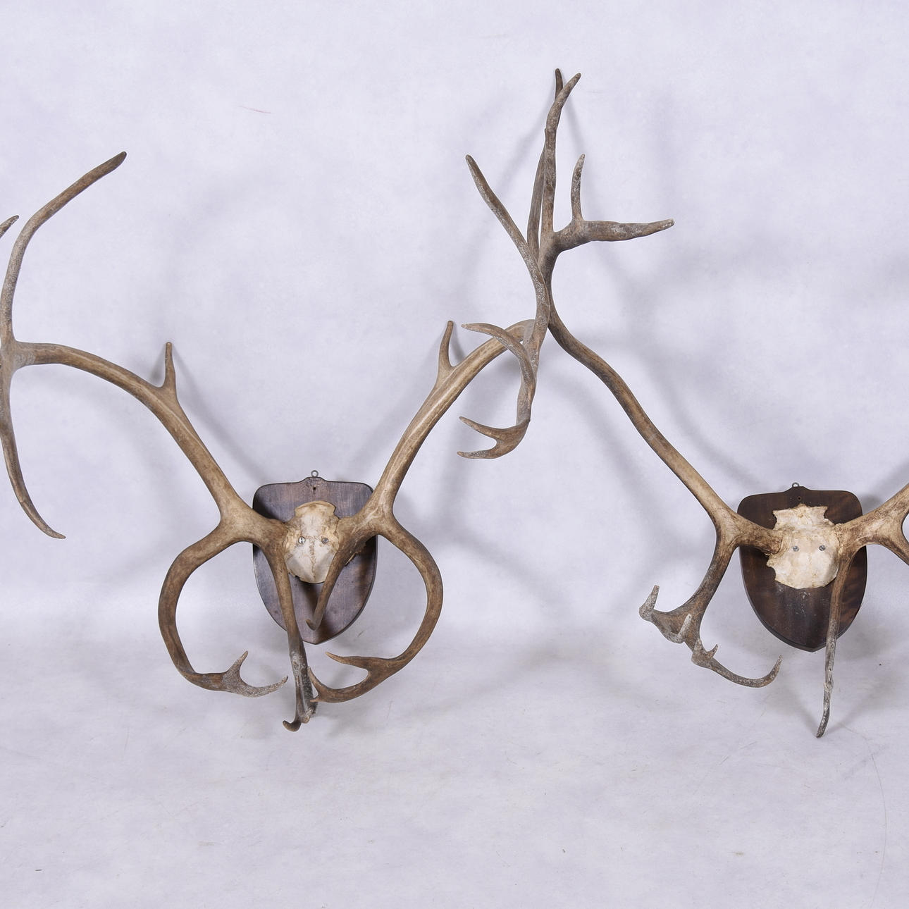TROFÉ, 2 st hjortdjur.